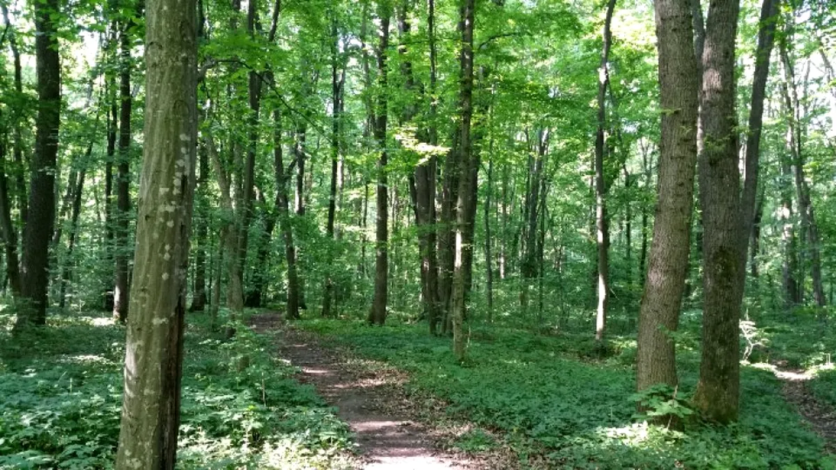 Premieră la nivel național: un oraș din România va avea o pădure-parc imensă