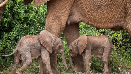 Turist ucis de un elefant în timpul unui safari