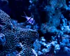 Omenirea a explorat sub 1% din podeaua oceanică. Știm mai multe despre Marte