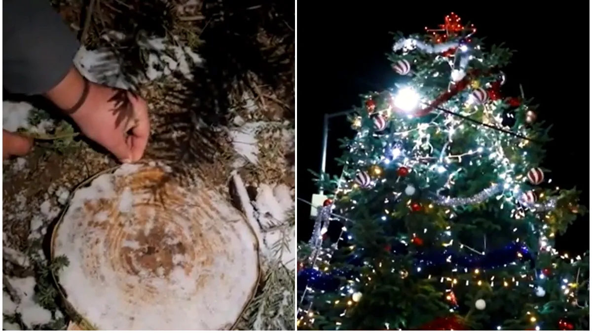 Scandal la Drăgășani: Bradul de Crăciun din centrul orașului a fost furat dintr-un cimitir, de pe mormântul unui localnic