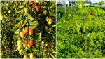 Un fruct exotic se adaptează în România și cucerește rafturile magazinelor