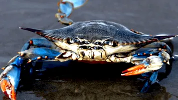 Marea Neagră se confruntă cu un nou prădător periculos. „Mănâncă tot ce prinde, sfâșie plasele pescarilor”