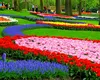 Florile pe care e bine să le plantezi în luna mai. Vei avea o grădină spectaculoasă