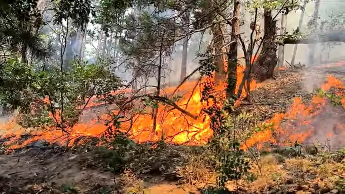Incendiu într-o pădure din Mehedinți. Sute de salvatori se luptă cu focul care arde de o săptămână