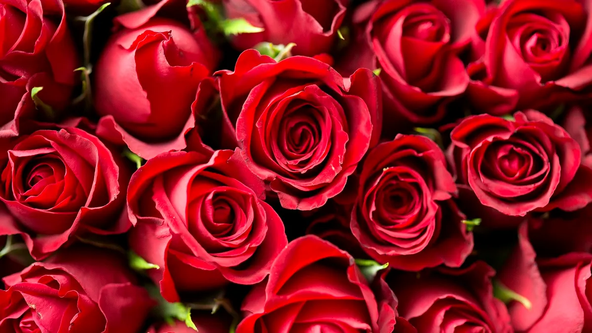 Cultivatorii de flori din Columbia se așteaptă la o explozie a exporturilor de Valentine’s Day