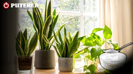 Ce pățesc plantele de apartament stropite cu bicarbonat de sodiu. Un sfert de linguriță face diferența
