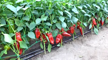 Peste 342,4 de milioane de lei pentru susținerea producției de legume cultivate în spații protejate, în 2025