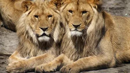 Lei infectați cu COVID-19, la o grădină zoologică din Singapore