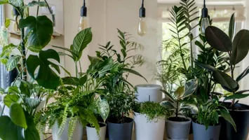 Plantele norocului în 2026. Ce flori atrag prosperitatea, liniștea și iubirea în locuință