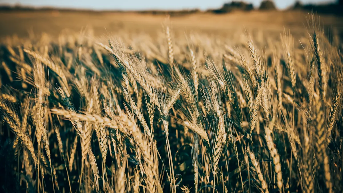 O ciupercă poate distruge milioane de hectare de cereale. A fost introdusă ilegal în țară de cercetători