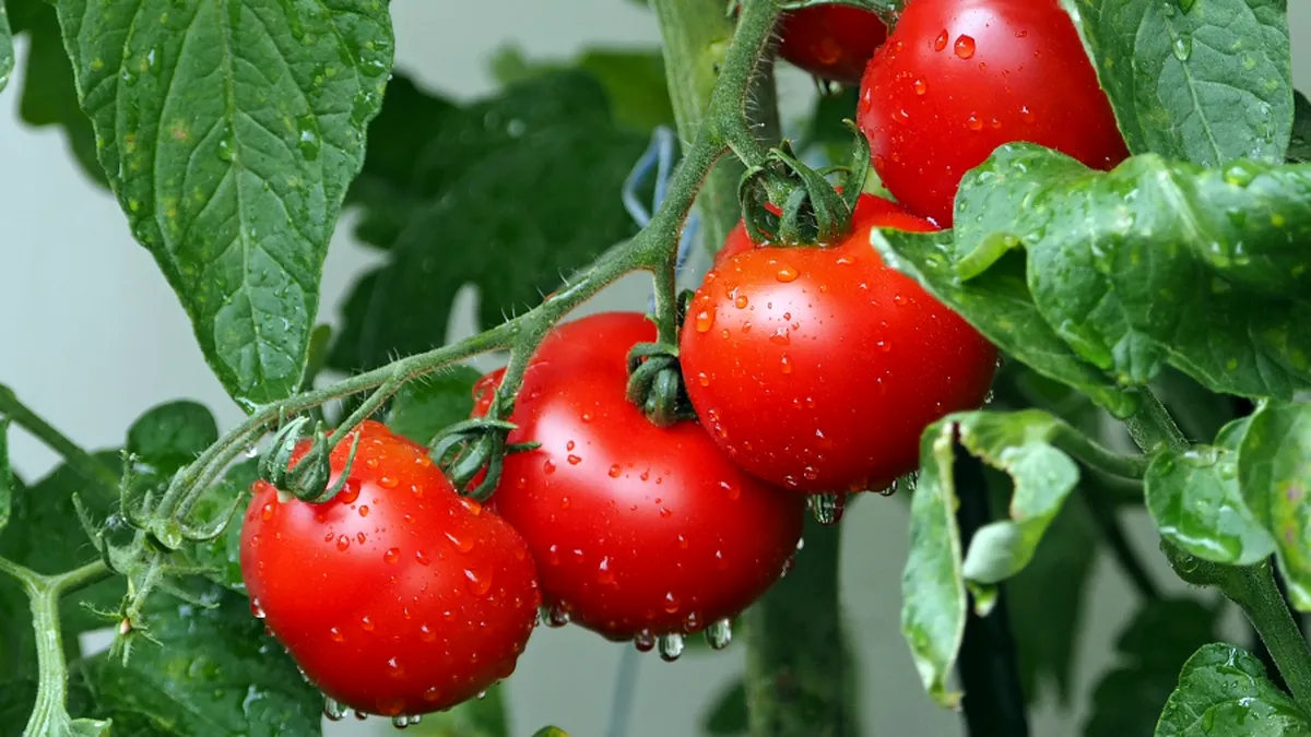 Prețul tomatelor s-a redus la jumătate, în două săptămâni, la producătorii din Olt