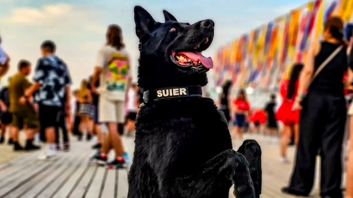 Şuier, câinele poliţist-emblemă al MAI, a murit la 10 ani: un simbol al loialității și curajului