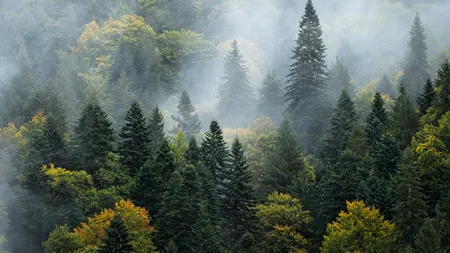 Filantropie ecologică în Făgăraș: se naște un Yellowstone românesc!