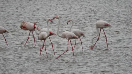 Spectacol al naturii: Noi fotografii cu păsările flamingo din Dobrogea