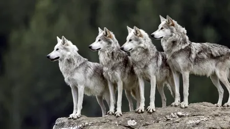 Haită de lupi surprinsă în Munții Apuseni 
