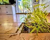 Planta invazivă tot mai populară printre români: poate afecta fundația casei