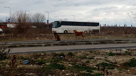 Sectorul lui Ciucu, cele mai multe zone unde oamenii pot fi atacați de câini