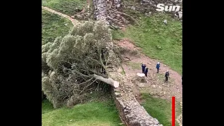 Nenorociri în lanț! Zidul lui Hadrian a fost avariat după ce a fost doborât ”copacul lui Robin Hood”