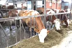 Creștere de 27% în primul trimestru și profit cu 78% mai mare. Ce companie și cum a reușit performanța