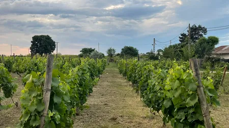 Euro Vial Residence achiziționează domeniul Clos des Colombes din 23 August - Olimp într-o tranzacție de 1,5 milioane euro
