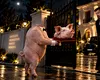 Capul de porc de la poarta lui Marius Lulea. Cine e porcul, de fapt?