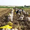 Criză de lucrători agricoli după ce 70% din forța de muncă a fost deportată