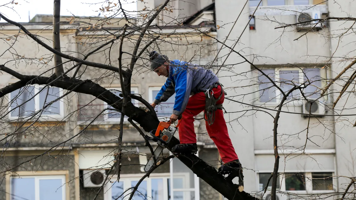 Ce salariu are un arbolog? În Arad „chirurgii copacilor