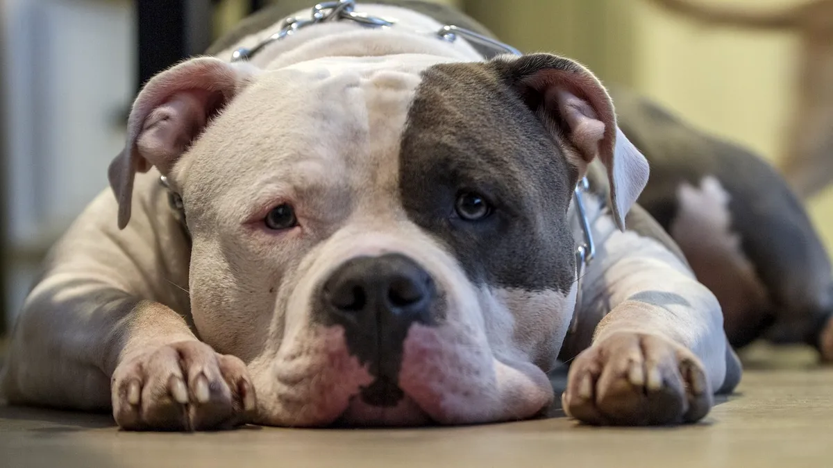 Un pitbull şi-a împuşcat stăpânul în picior