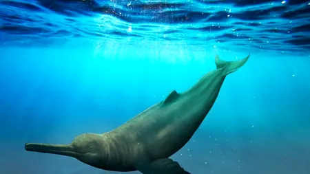 Fosila gigant: descoperirea uimitoare a unui delfin preistoric monstruos, dezvăluie unul din secretele Amazonului!
